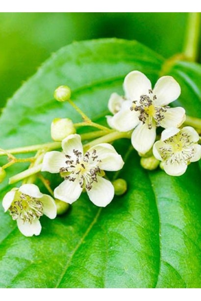 Актинидия аргута Дон Жуан мужская (опылитель) | Actinidia arguta Don Juan | Актинідія аргута Дон Жуан чоловіча (опилювач)